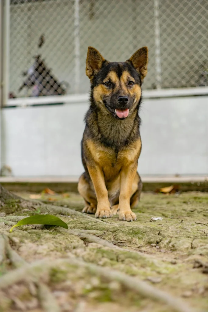 Not every German Shepherd is the same. Some are bred for calm family companionship, while others have high drive and strong working instincts for sport, service, or protection work. A good breeder understands these differences and helps match the right puppy to the right home.